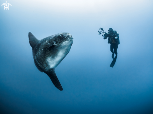 A Southern Ocean Sunfish