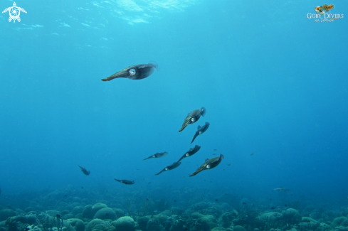 A Sepioteuthis sepioidea | Caribbean reef squid