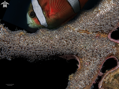 A Melichthys vidua ,  Amphiprion percula  | uova di pesce balestra e pesce pagliaccio , trigger fish egg's & clownfish guardian , Melichthys vidua ,  Amphiprion percula 
