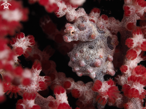 A Hippocampus barbibanti | pygmy seahorse