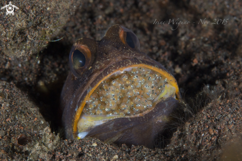 A jawfish