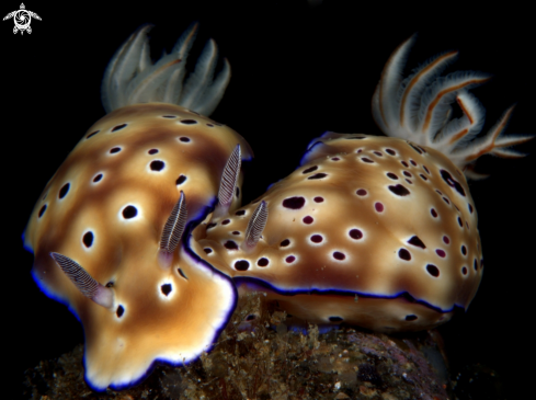 A Chromodoris leopardus | Leopard Chromodoris