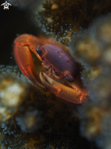 A Trapezia cymodoce | Red-Dotted Guard Crab