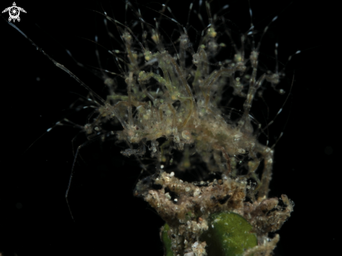 A Caprella spp | Skeleton Shrimp