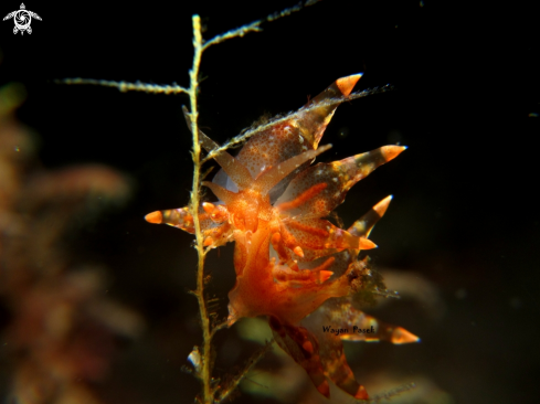 A Eubranchus sp