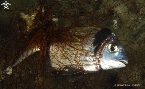 A Diplodus Fasciatus | Sparus