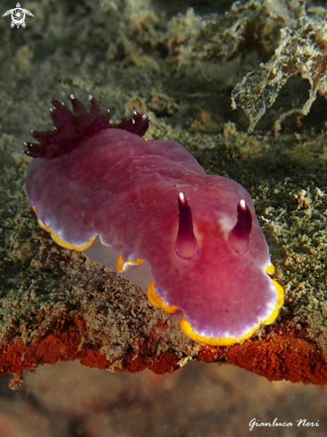 A Felimida purpurea | Felimida purpurea