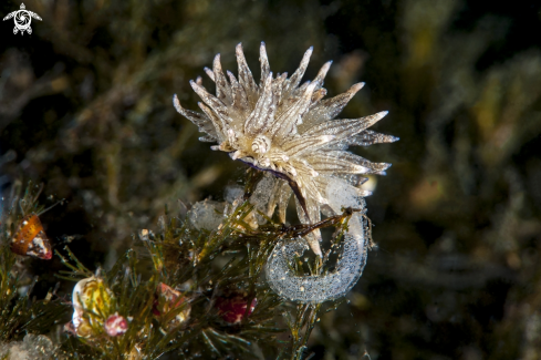 A Aplysiopsis elegans  | gianni colucci 