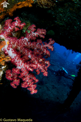 A Coral blando y pecio