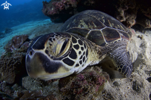 A Green Turtle