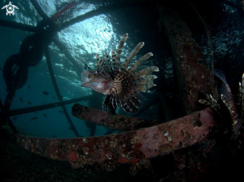 A Lion Fish