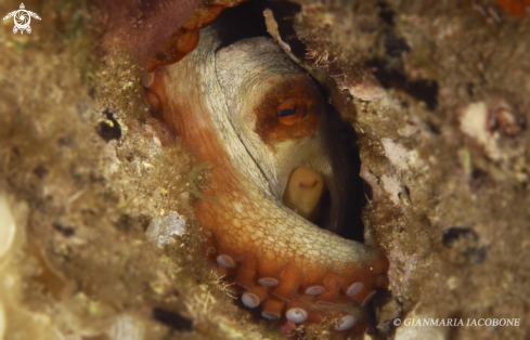 A Octopus Vulgaris | Il polpo