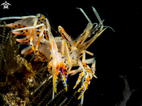 A TIGER SHRIMP