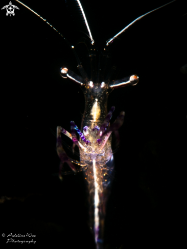 A Pederson cleaner shrimp