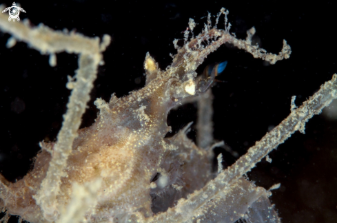 A Spider crab