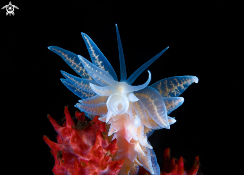 A nudibranch