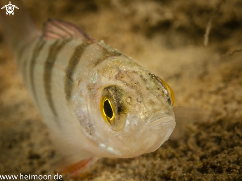 A Flussbarsch (Perca fluviatilis)