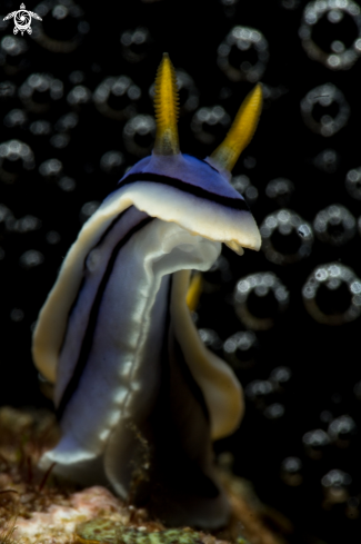 A nudibranch