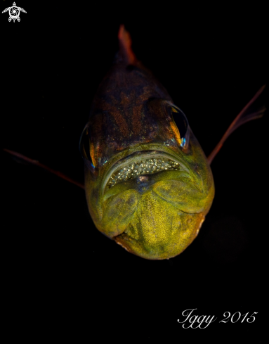 A cardinal fish