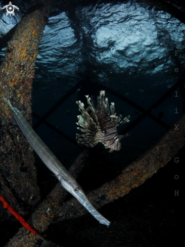 A Lion fish and Trumpet fish