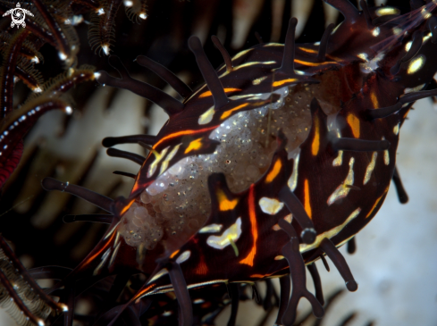 A Ornate Ghost Pipefish