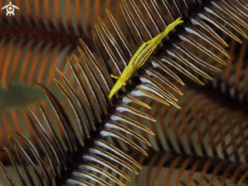 A Crinoid shrimp