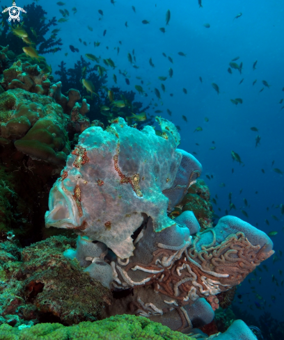 A Frogfish