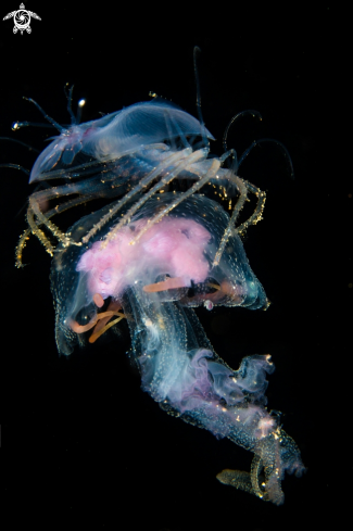 A larval spiny lobster hitchhiking on a Pelagia jelly