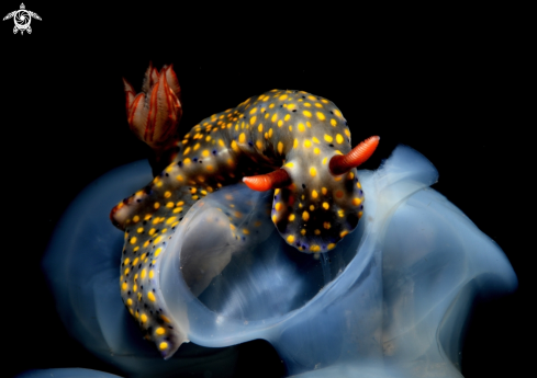 A Hypselodoris kanga | Nudibranch