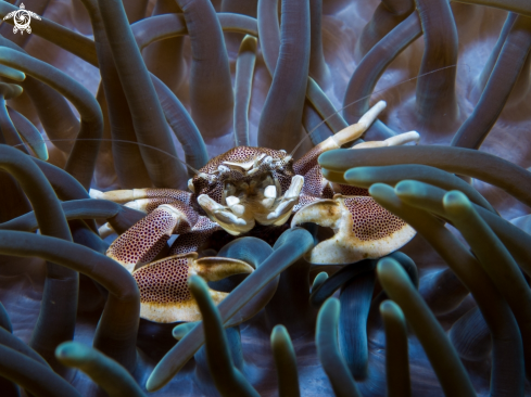 A Porcellana sayana, Macrodactyla doreensis | Spotted Porcelain Crab, Long Tentacle Purple Anemone 