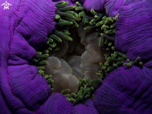 A Macrodactyla doreensis | Purple Long Tentacled Anemone