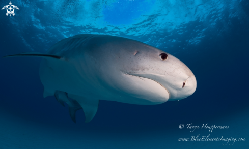 A Galeocerdo cuvier | Tiger Shark