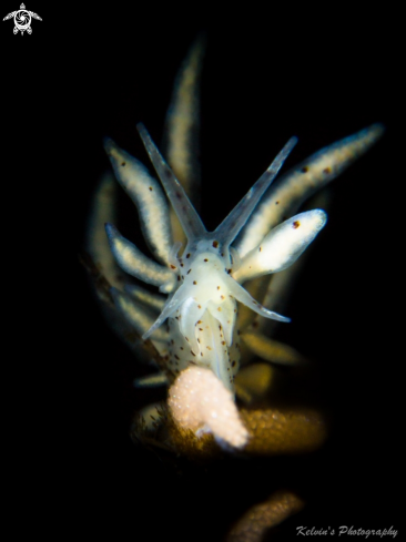 A Nudibranch