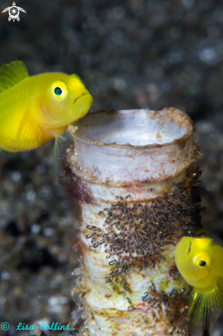 A Lemon Gobies