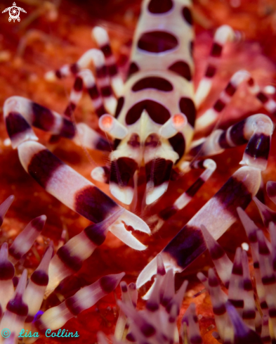 A Anemone Shrimp