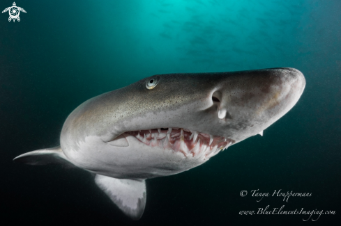 A Sand Tiger Shark