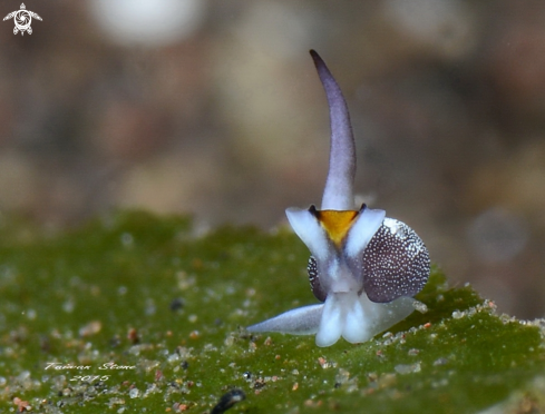 A Nudi