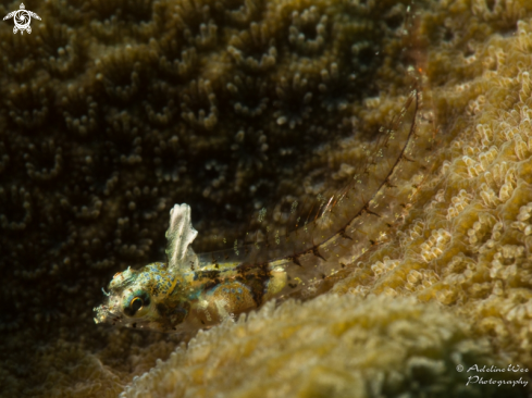 A Flagfin blenny