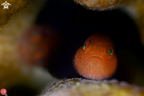 A Red bearded goby