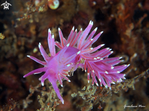 A Flabellina