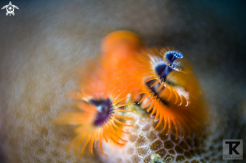 A Christmas tree worm