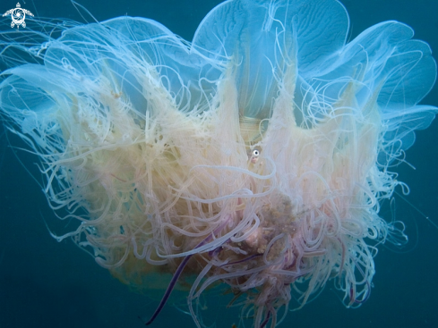 A Jellyfish