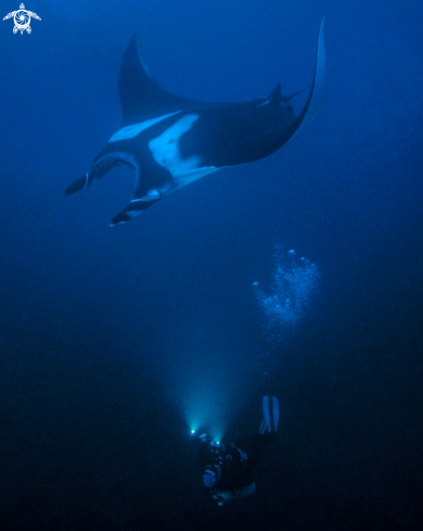 A Manta Ray