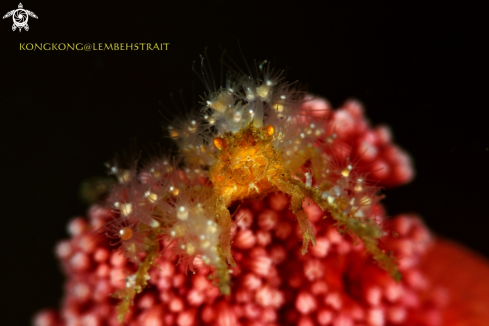 A Spider Crab