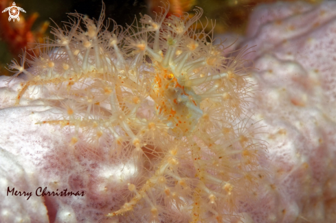 A Spider Crab