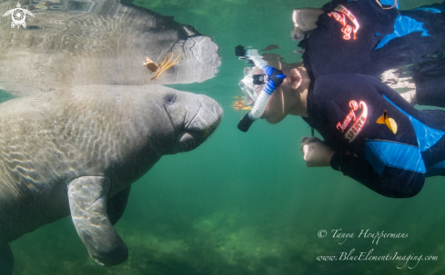 A Trichechus manatus | Manatee