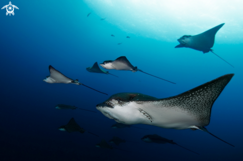 A Eagle ray