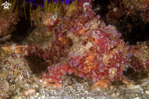 A Frog Fish