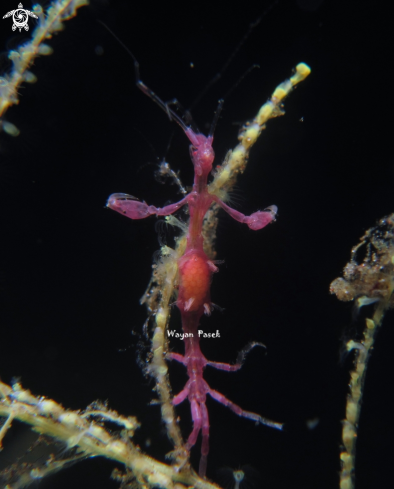 A Skeleton Shrimp