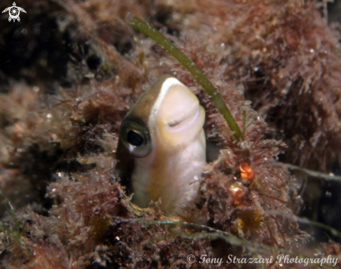 A Lance Blenny